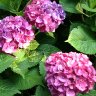 Hydrangeas