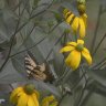 Butterfly and Sunflower