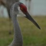 Sandhill Crane