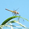 Immature male Blue Dasher, Mesilla Valley Bosque