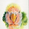 Love Bird 