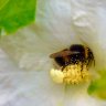 Bumblebee on a white flower