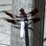 Common Whitetail, Edmonds Marsh, WA (1)