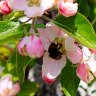 Bumblebee at work