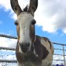 donkey named Rowdy