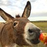 donkey named Don