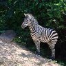 zebra