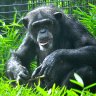 chimp