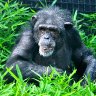 chimp