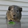 guinea pig named Reece