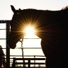 horse silhouette