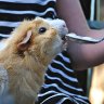 Callie the guinea pig eating ice cream