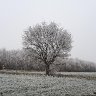 Single tree