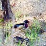 Enlarged Image of Male Wood Duck