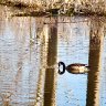 Canadian Goose Reflections 