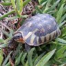 Tortoise