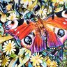 peacock butterfly