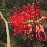 Grevillia-banksii