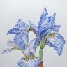 Blue Iris