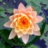 A Lily from The Depths