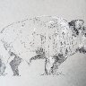 Buffalo Sketch
