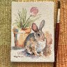 Cotton Tail Bunny 