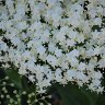 Elderberry III