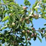 2020 should be a good year for our apples