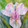 Bearded Iris