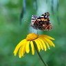 Painted Lady Butterfly