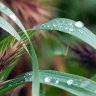 Raindrops in the Grass II