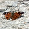 Painted Lady Butterfly