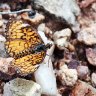 Tiny Checkerspot Butterfly