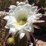 Cereus-ly Beautiful