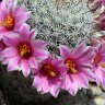 Crown of Flowers