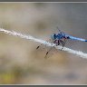 Blue Dragonfly