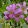 Exquisite Weed