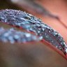 After a rainy night