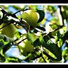 An apple a day....