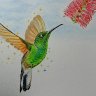 Hummingbird 