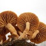 Mushroom details