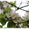Apple blossoms 