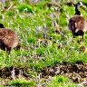  Brand  New Parents of Baby Geese