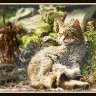 A Rare Kitty