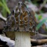 My mushroom love