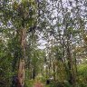 Karri forest foodpath