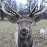 A deer