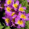 Tasty primroses