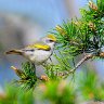Golden-winged Warbler