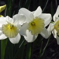 daffodils.JPG